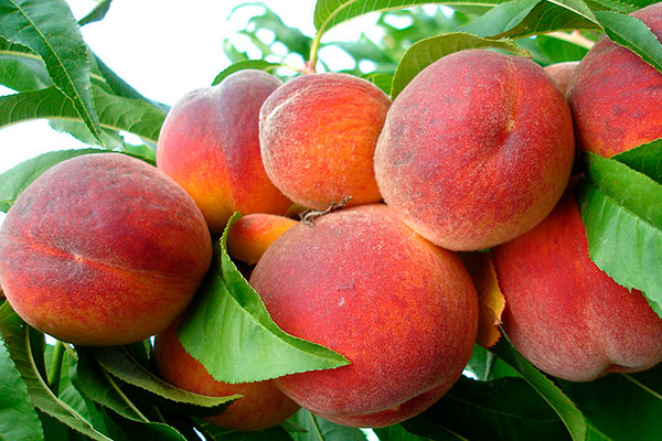 Эффективная персиковая диета на неделю отзывы результаты