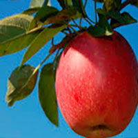 Самая подходящая для лета диета на яблоках, рассчитанная на неделю, позволяет без проблем распрощаться с лишним весом