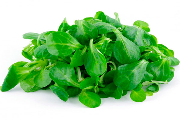 салат зеленый листовой полезные свойства и противопоказания