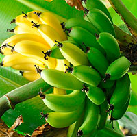 Как похудеть вкусно: разгрузка на бананах и кефире