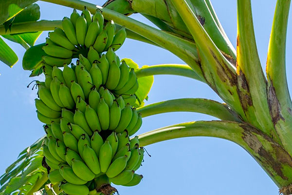 Японская вкусная диета на бананах отзывы похудевших