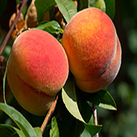 Персики при диете можно ли похудеть